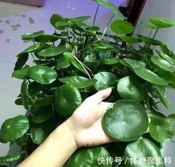 铜钱草不长个“从里到外”改一改，猛蹿10厘米，大叶挤满小花盆！