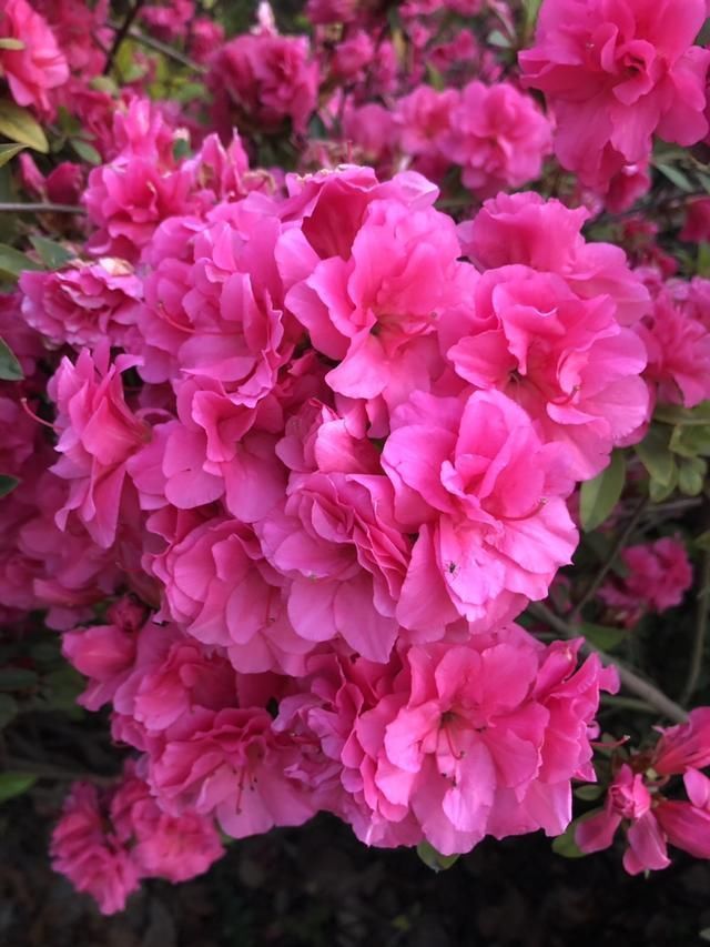 杜鹃花|能活几十年的花,家里养一盆,还能作传家宝