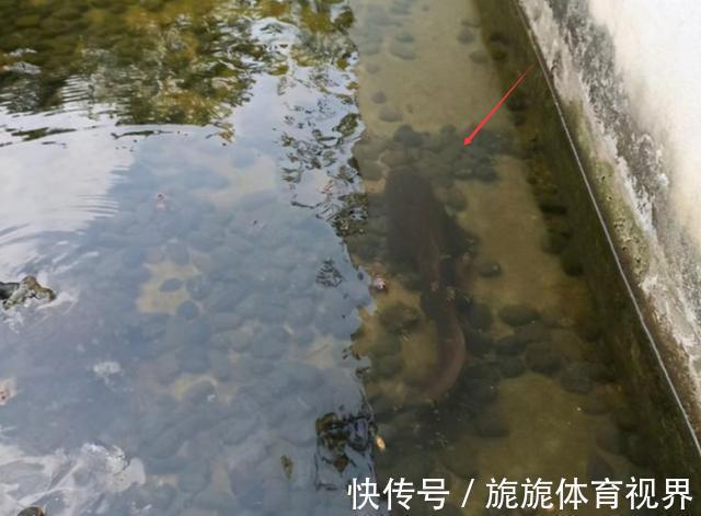 河道|深圳一河道大鱼“成灾”,却只拿来喂猫,附近人说没人吃也没人要