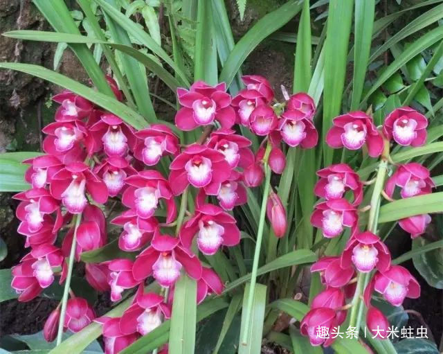 一棵品相绝佳，年年开花的好兰花，根系一定又白又壮