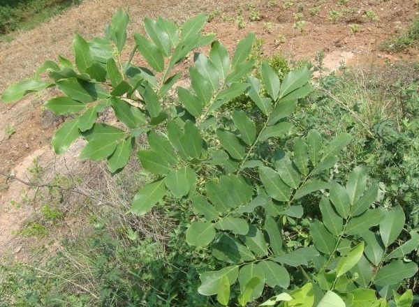 清热解毒|十人九痔，李时珍称赞过的“野花”，连续饮水3天，痔疮会远离你