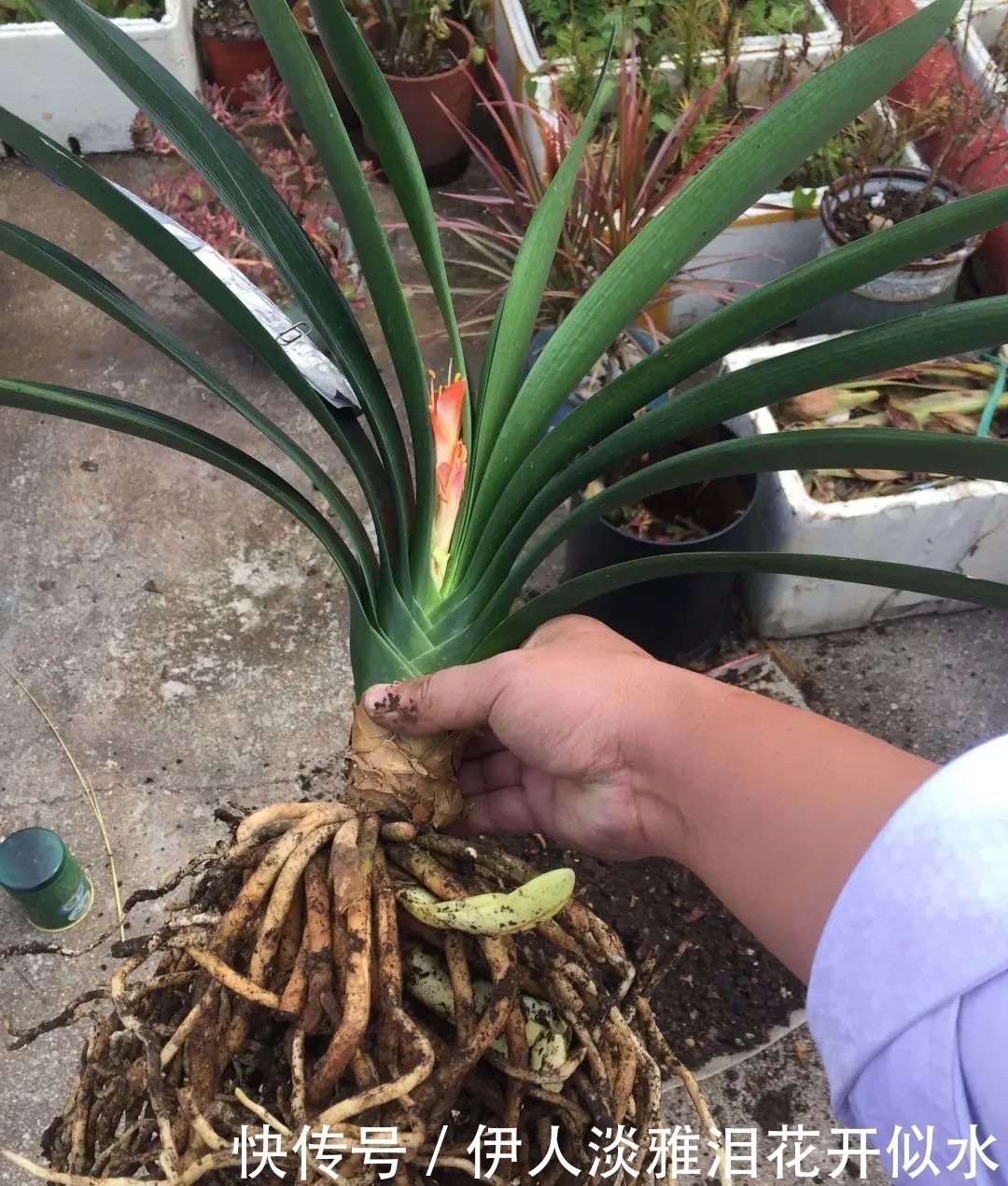给君子兰换盆,3个错误不能犯,要不然伤根又黄叶