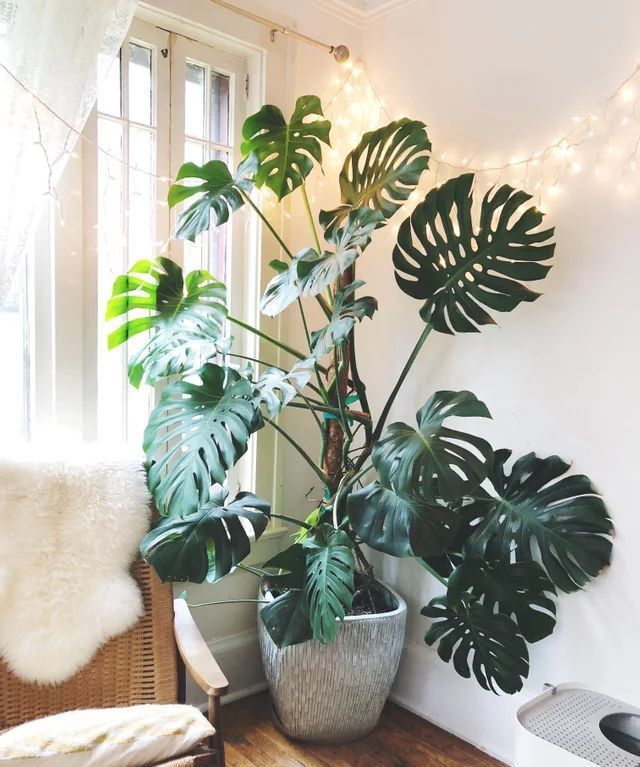 浇水|6种漂亮花,家里可以随便“养”!皮实好养、耐干旱,很容易成活