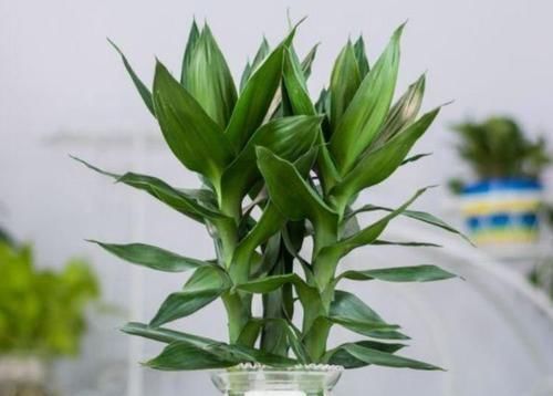 5种净化空气的花，扫光室内“甲醛、二手烟”，养在客厅美极了