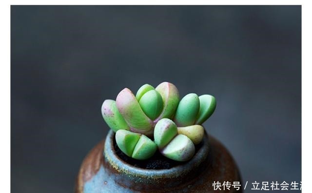 长相奇葩,多肉里的另类~!