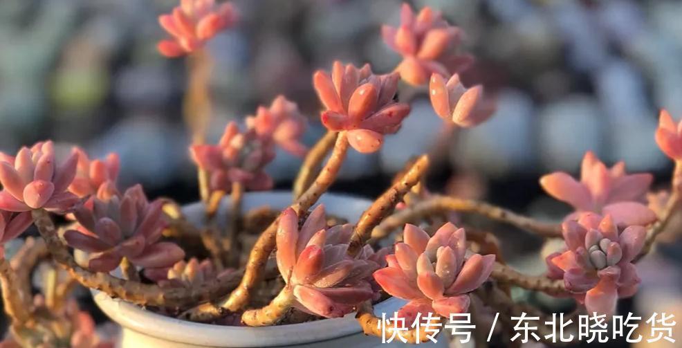 怎样养好多肉,新手常识