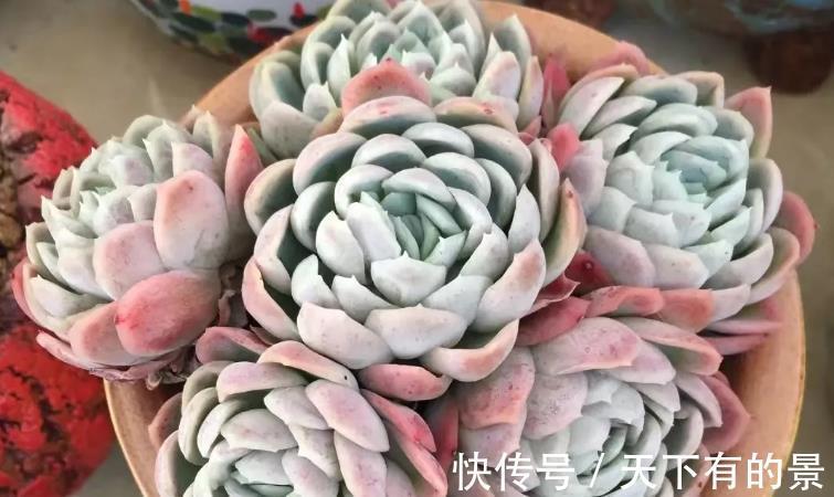 冰梅|多肉植物冰梅很香，但却不好养，这3方面要多下功夫