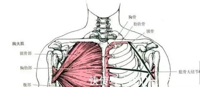 肌肉|胸肌为什么练不大或许你离大胸肌就差一个科学的训练方法