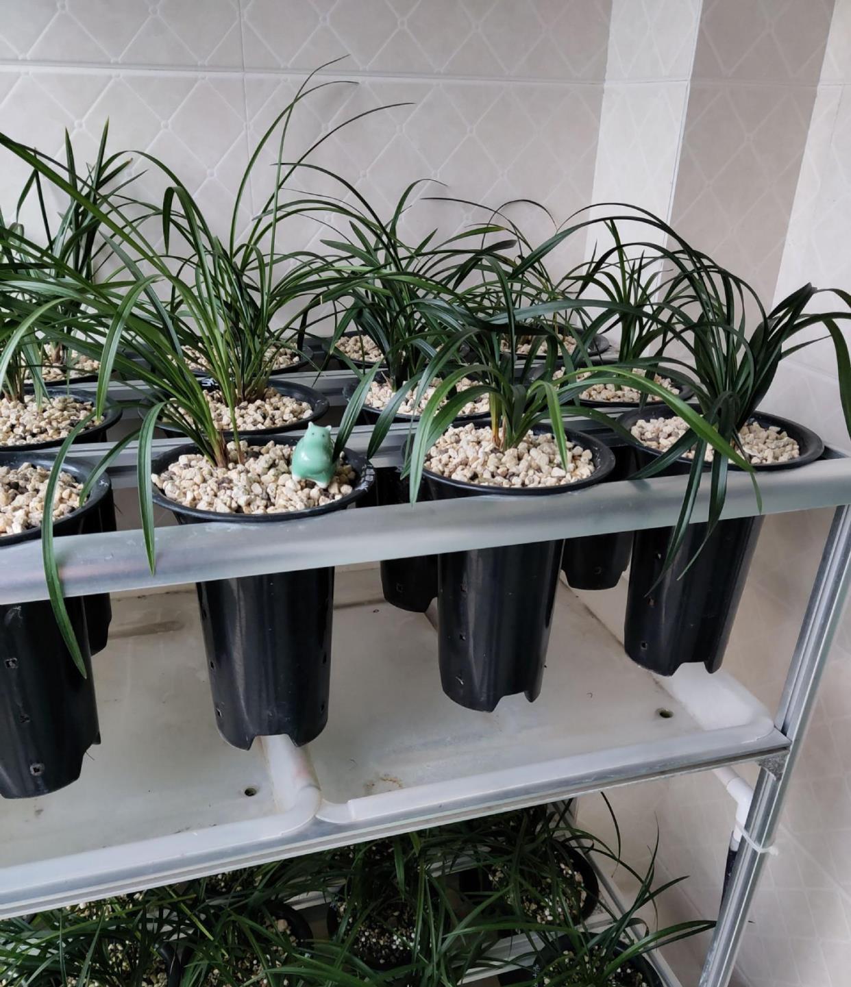 养花没院子有阳台,教你3招,打造花的海洋