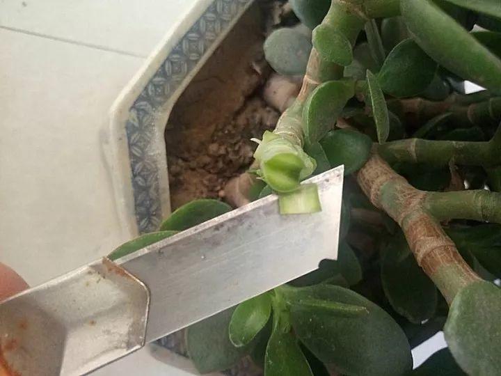 嫁接|嫁接达人,玉树嫁接长寿上,花友直呼内行!