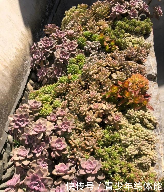 花市大捡漏,10种花现在买特合适,养一养就爆盆!