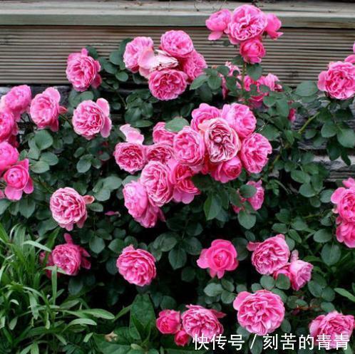 不要认为月季皮实,其实它有“四怕”,稍微不注意就会黄叶死掉