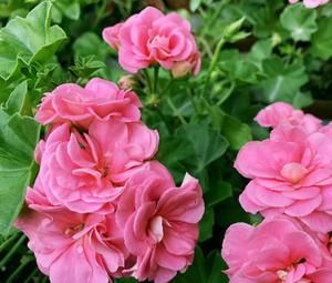 此花开花漂亮,花期长又勤花,连叶子都是清香的,值得拥有