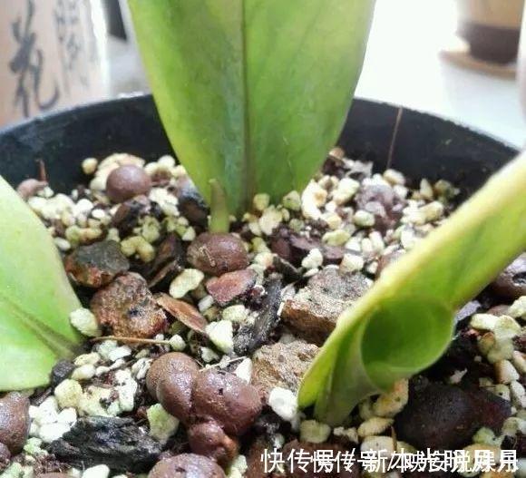 金钱树|养8种花,别花“冤枉钱”,掐1片叶子“扔土里”,几天就生根