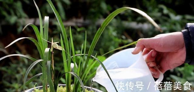 喷雾|家庭养兰花怎么浇水?园艺师教你,其实很多人都浇错了