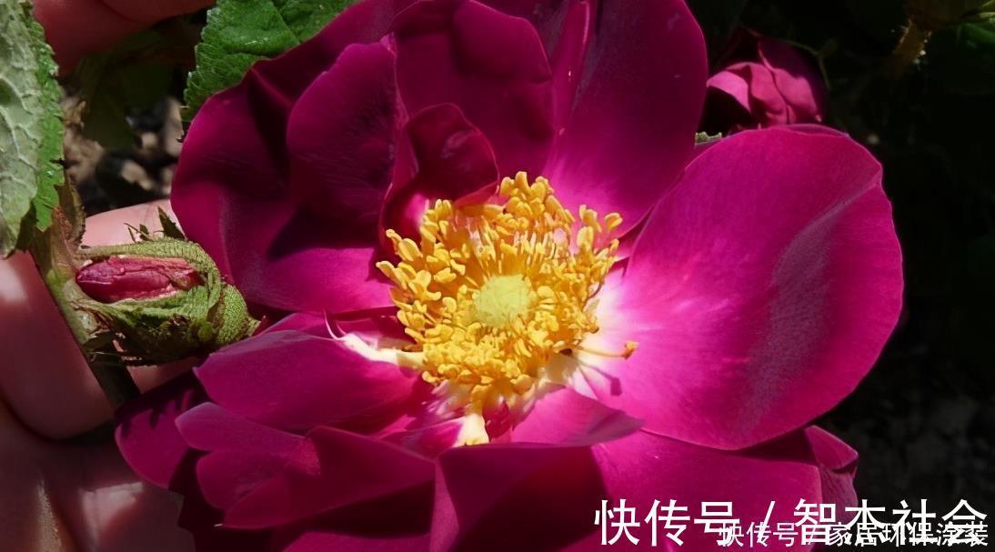 20款紫色月季品种。浓香、抗病非常好养,天然紫色唯美盛开