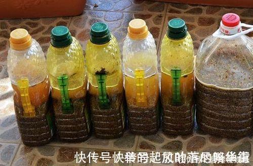 豆饼肥|虎皮兰施什么肥2种东西丢盆里,一年不用施肥,叶厚油绿新芽多