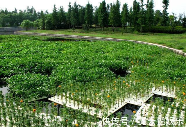 空心菜种植方法和技术