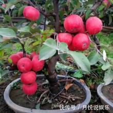 果树也能做“盆景”，1年挂果30个，养成“老桩”越来越值钱