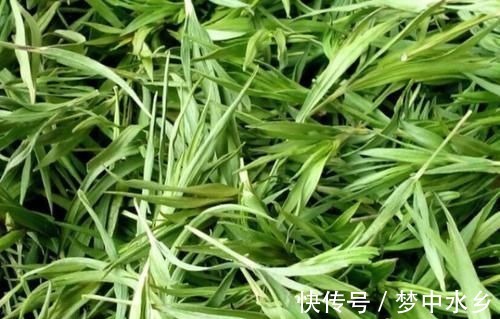 炎症|“它”是前列腺炎的“克星”，男人没事常吃，消炎排毒，炎症或“不药而愈”