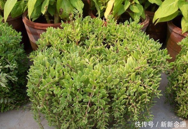 马蹄莲|这3种花要多浇水,水多了就爆盆到处生长,夏天养正合适