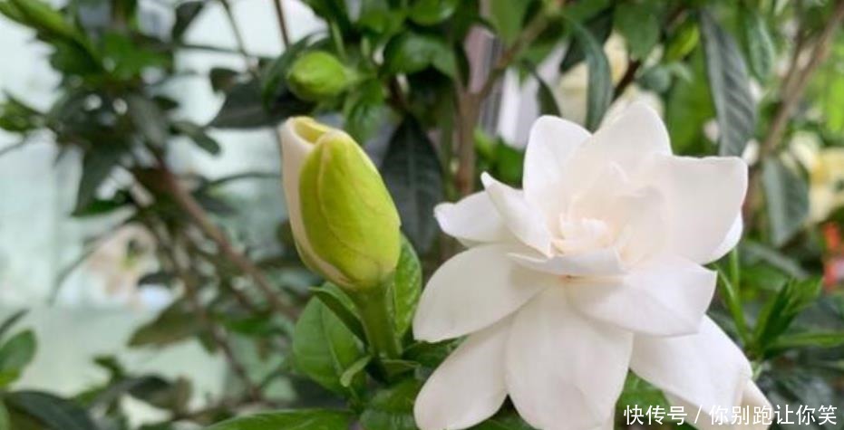  新芽|栀子花开完花，养护分“3步”，植株健壮新芽多，来年照样开满花
