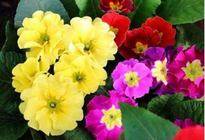 “3种花”是懒人的最爱,有阳光就爆盆,美爆了