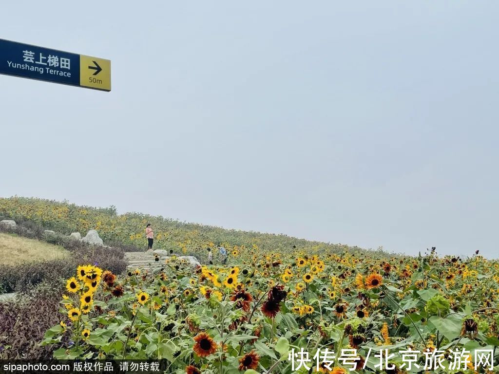 花海|金秋去哪看向日葵花海？这三处强推！有的还能露营~