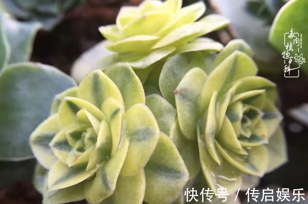 科普“山地玫瑰锦”万中无一,仙气缭绕!附养护知识!