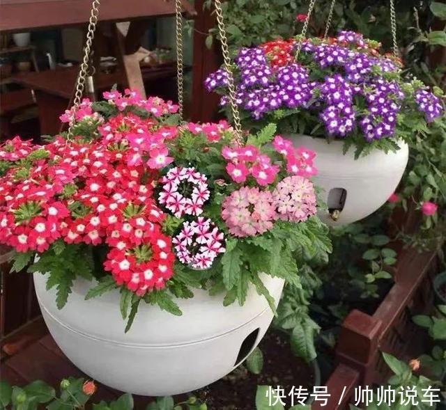 飘香藤|最爱晒太阳的8种花，越晒开花越多，阳台养几盆，开花成海