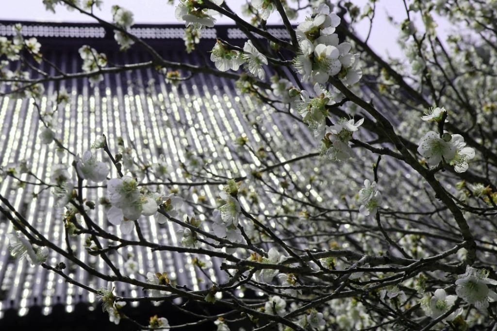 中年|罗学成：国清寺赏隋梅