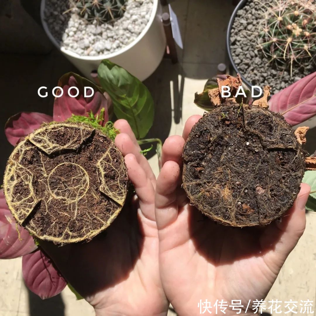 园丁|?养花把控好三个点，植物再也不会烂根，轻松进阶老园丁