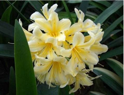 养君子兰的小妙招，年年开花爆盆，叶子整齐不倾斜，全年开花不断