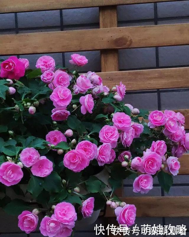 大花飞燕草|聪明人都在养的五种花,花期长、寓意好,花开一簇簇,好看极了!