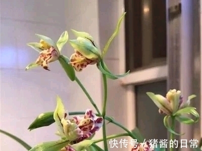 此兰曾多次获奖,花型罕见,兰香高雅,被誉为建兰奇花之首