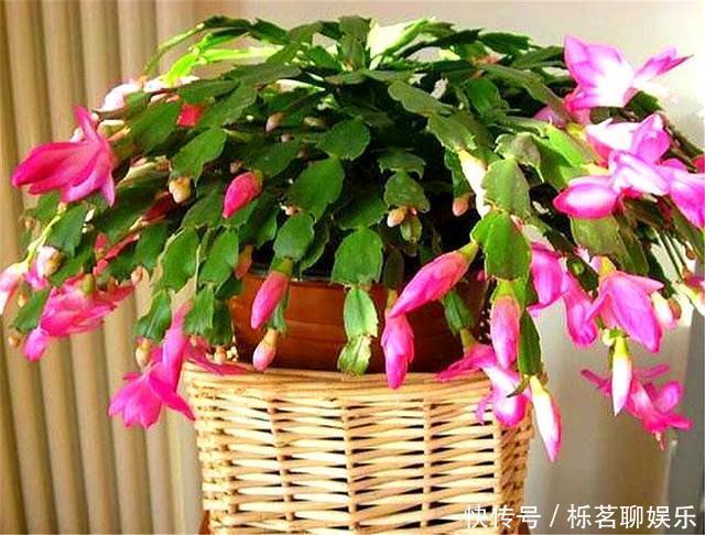 根系|蟹爪兰花后养护很重要,仅仅修剪还不够,做好这4点,开花大又多