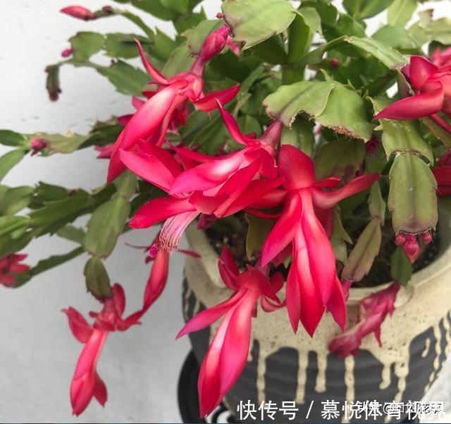 蟹爪兰|蟹爪兰叶子软塌,难复花,“根源”在这里,解决后重新饱满猛开花