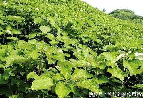 用途|农村全身是“宝”的野草，曾经被用来喂猪，殊不知价值珍贵用途多