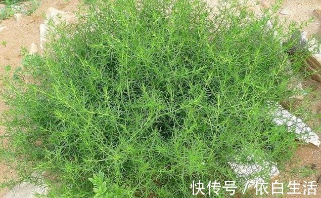 猪毛菜|农村野草全身是“毛”，假如你见到，可别轻视或除掉，价值很高