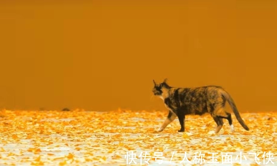 李清照$诗词:细品生活多滋味,此后快活似神仙