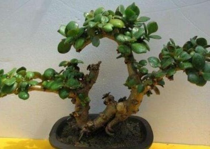 玉树长得慢10天浇次“它”，枝粗，叶翠绿，还能开白花，漂亮！