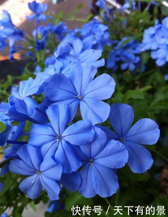 家中养这几种花,让家中增色不少,对比一下优缺点,看看谁更好