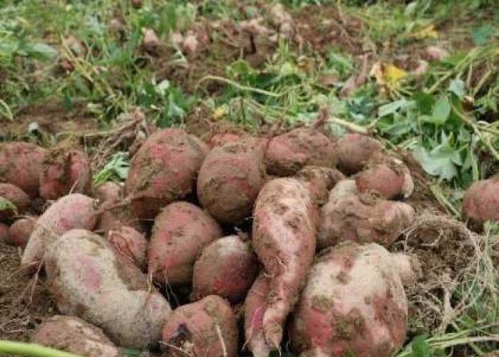 红薯|他是古代“袁隆平”，冒死从国外偷回一根藤，拯救了1亿中国人