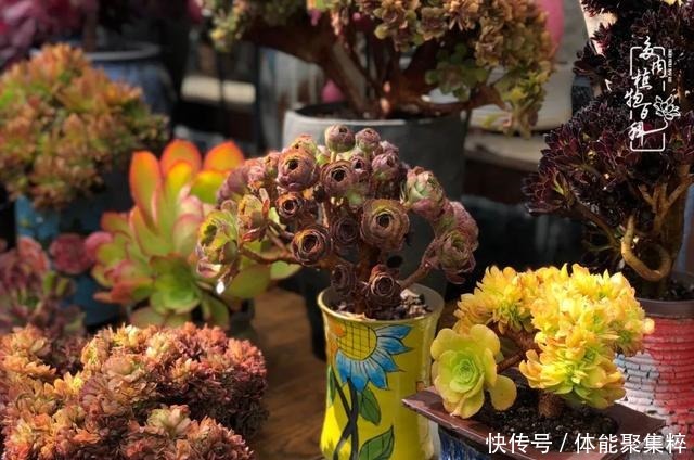 在茜的多肉小院里,花时间种快乐!在茜的多肉小院里,花时间种快乐!