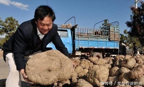 草木灰|亩产超3吨，全株有毒，手碰到也奇痒难忍，出口国外成高端食材