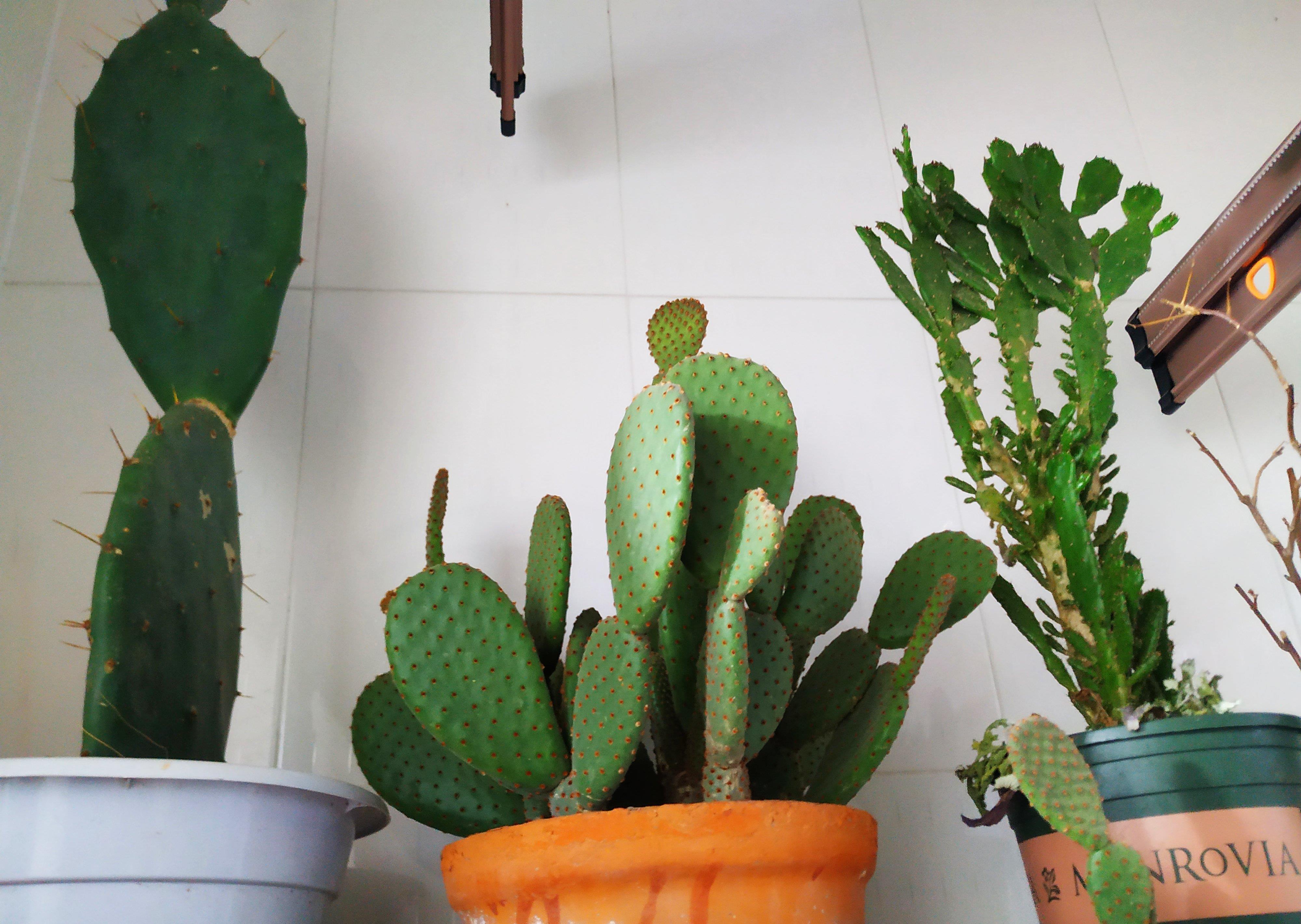 怪不得养花老是死,这些花都喜“酸水”,吃了酸不黄叶