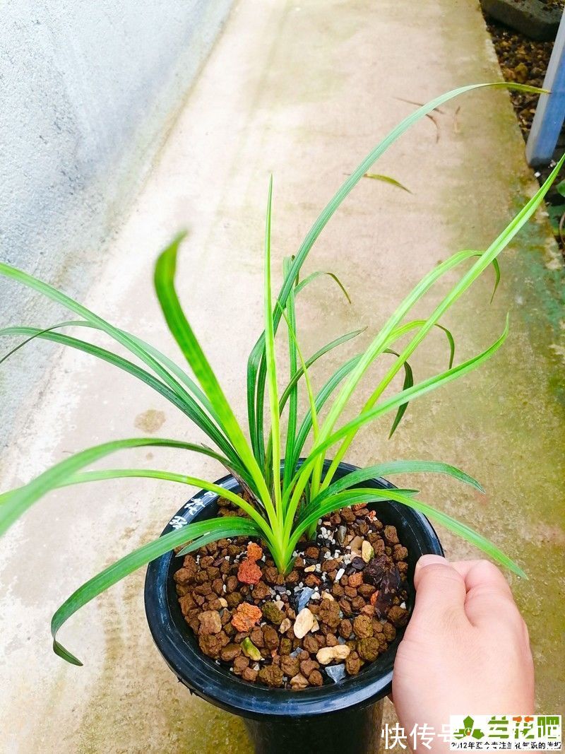 人们养兰花目的不同，都因爱兰坚持种兰，粉丝留言才是亮点