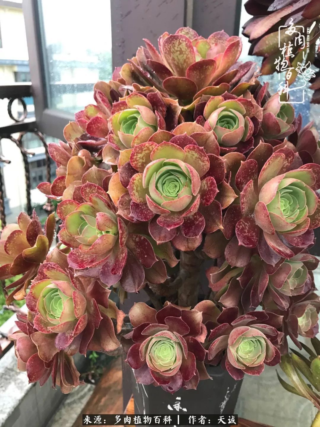 吃饱喝足，包邮区的多肉养精蓄锐准备渡劫！