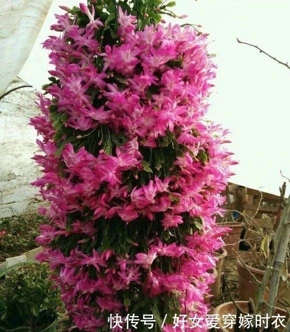 花海|张大爷养花,喷1种水催花,3周冒100个花芽,阳台变花海