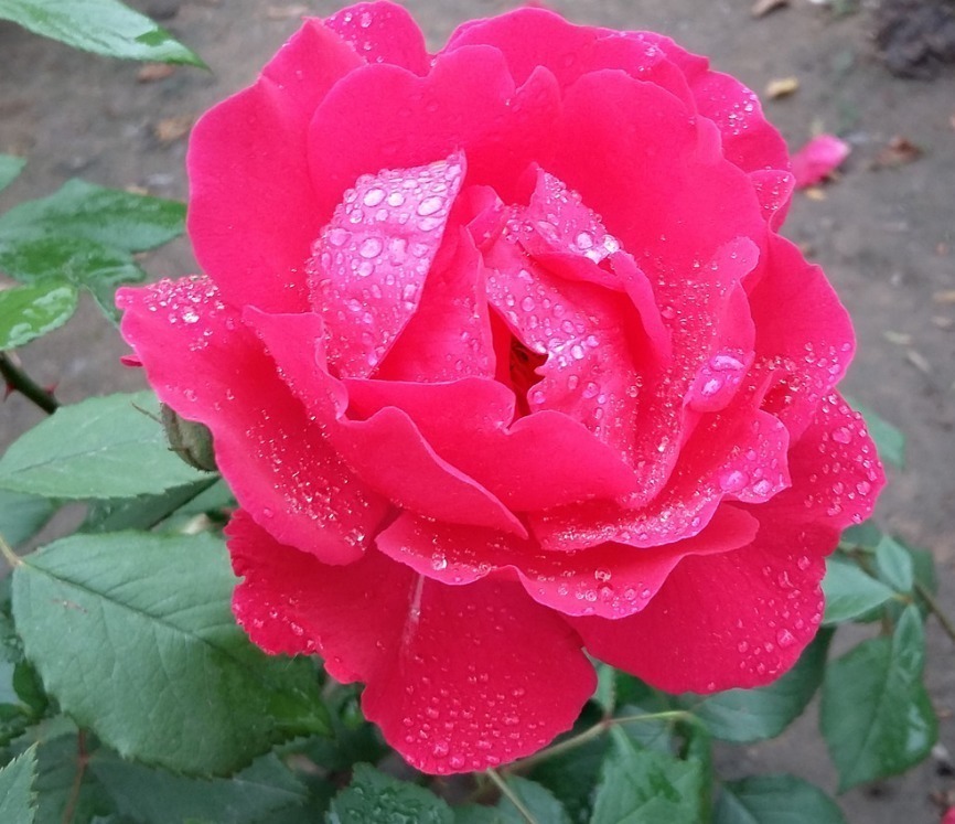 华中皇后|此花世界上种类近万种,被誉为华中皇后,为中国十大传统名花之一